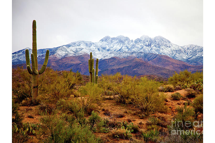 Four Peaks in Snow Photograph by Catherine Walters