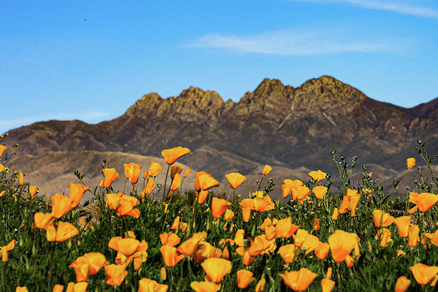 Four Peaks in Spring Photograph by Bonny Puckett