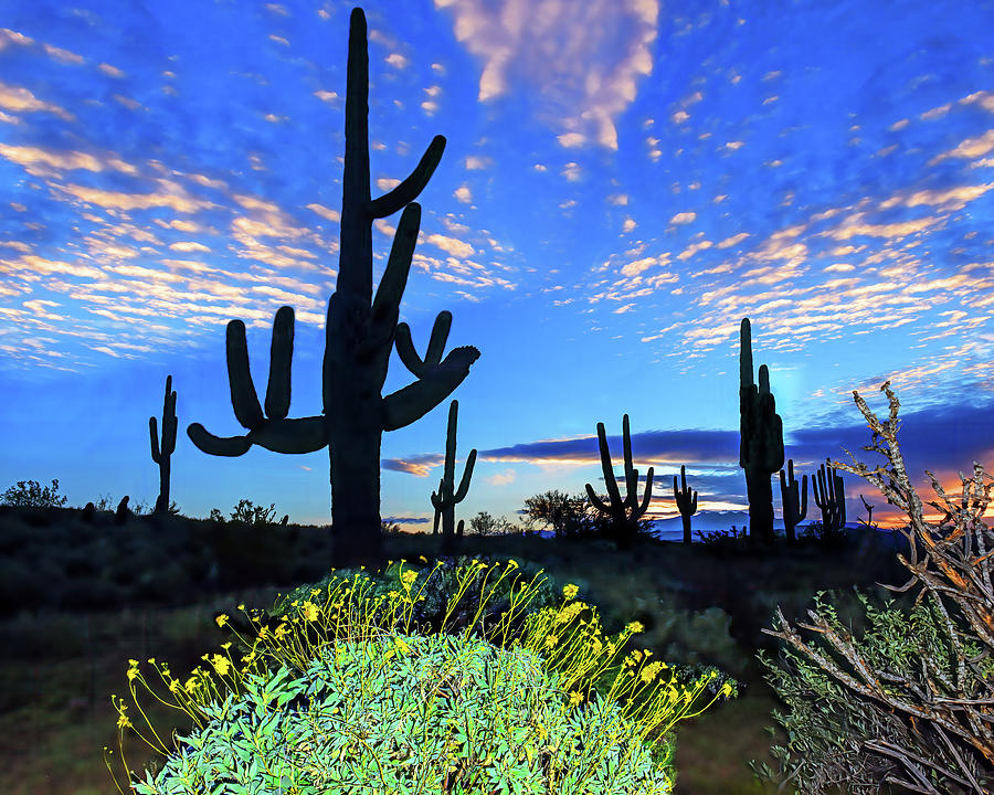 Four Peaks Saguaro, Sunrise, Arizona Photograph by Don Schimmel