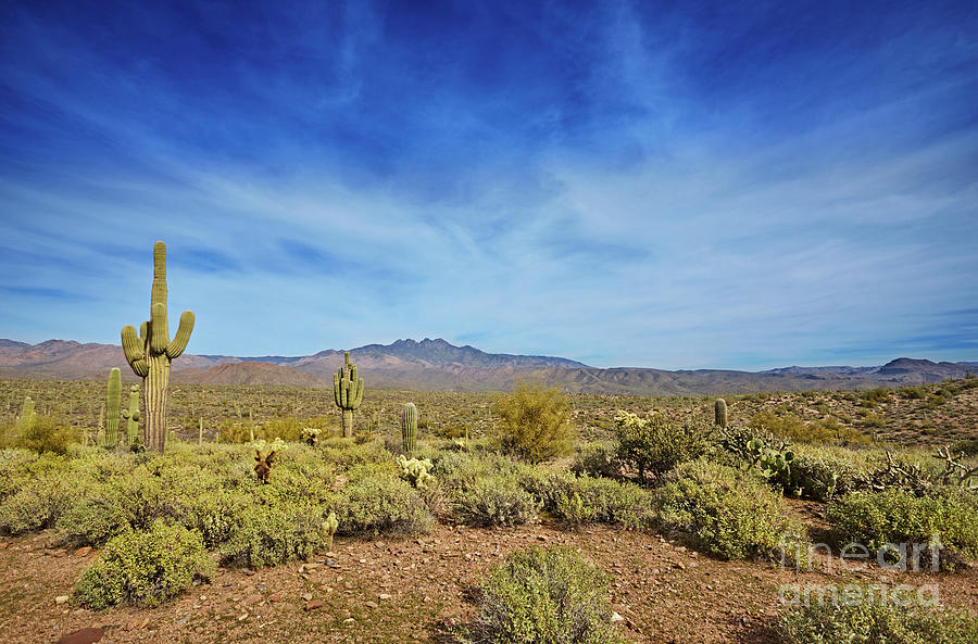 Four Peaks Wilderness Area Photograph by Jo Ann Snover - Pixels