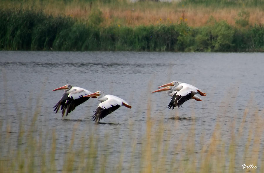 Four Pelicans Photograph by Vallee Johnson