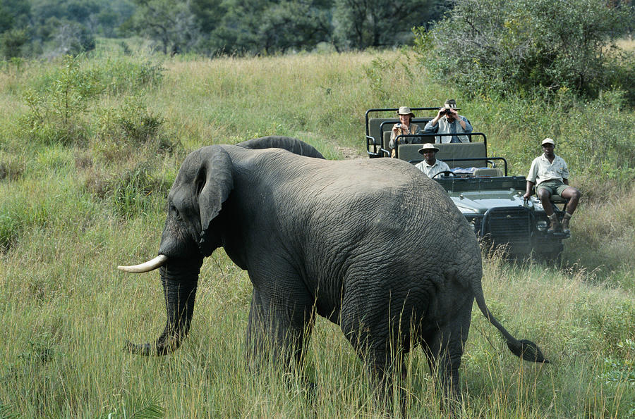 Four people in off road vehicle watching elephant (Loxodonta africana) Photograph by David De Lossy