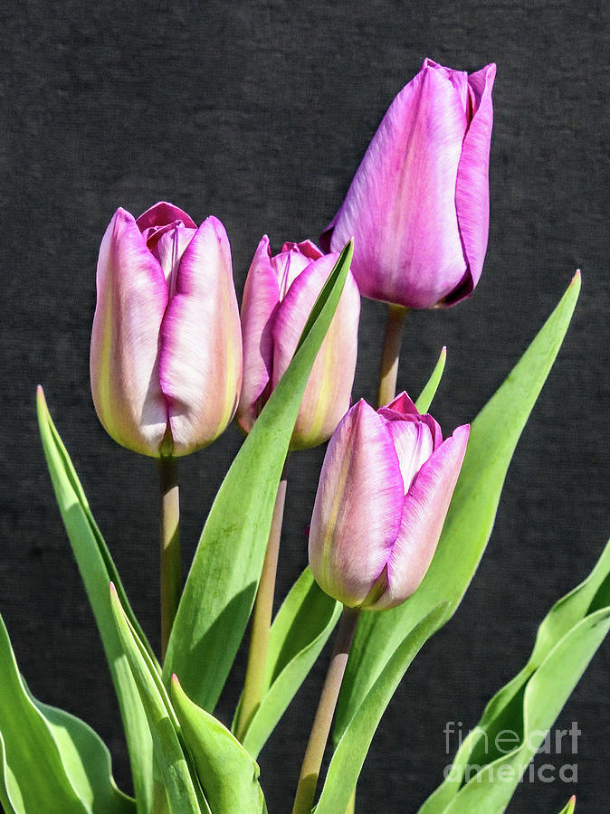 Four Perfect Tulips Photograph