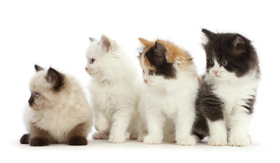 Cat Photograph - Four Persian x Ragdoll kittens, looking to side by Warren Photographic