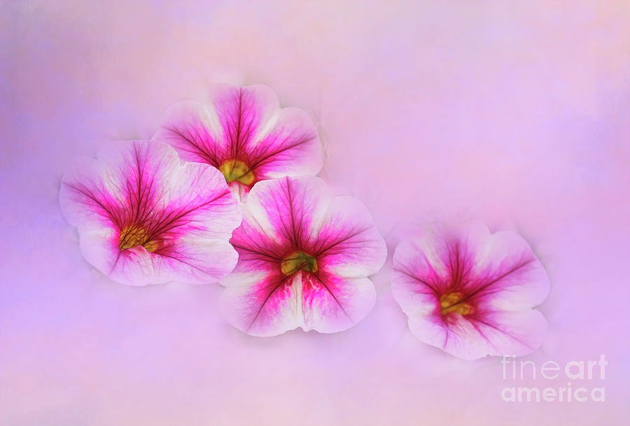 Four Petunias Photograph by Judi Bagwell