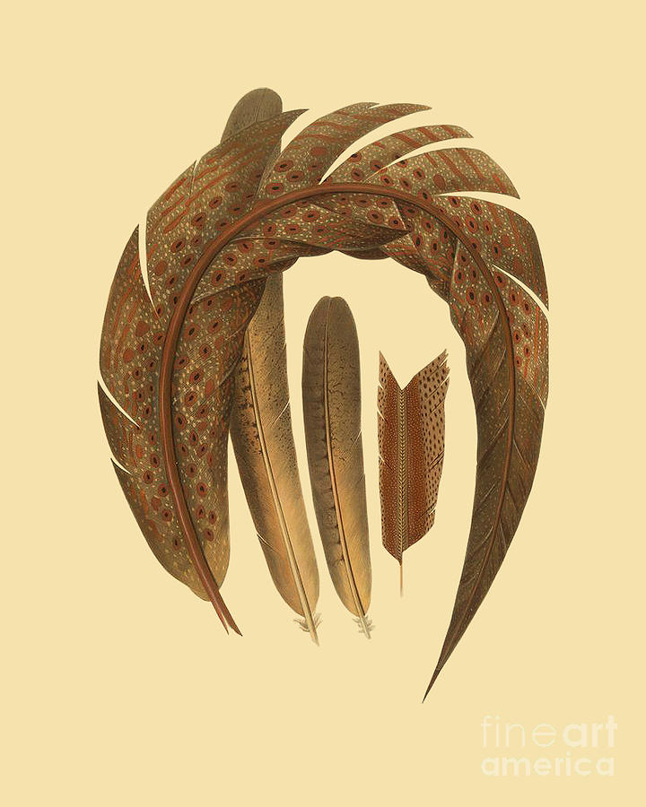 Pheasant Digital Art - Four Pheasant Feathers by Madame Memento