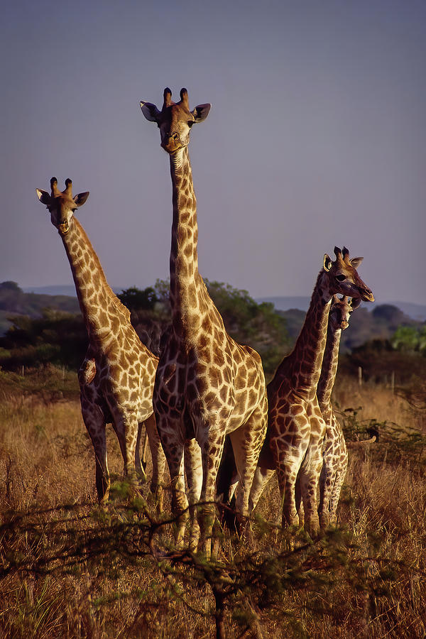 Four Phinda Giraffe Photograph by MaryJane Sesto
