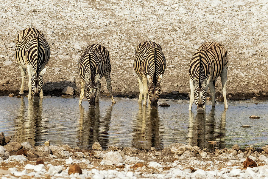 Four Plains Zebras At The Waterhole Photograph