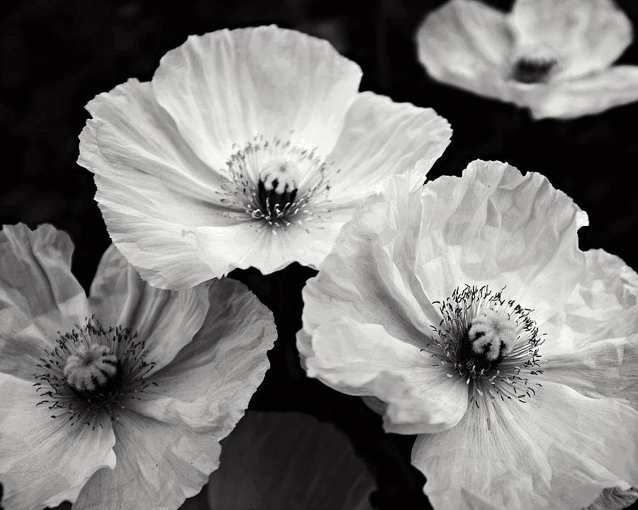 Four Poppies Photograph by Lupen Grainne