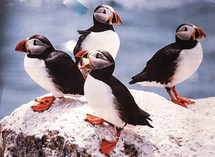 Four Puffins Photograph by Lorraine Palumbo
