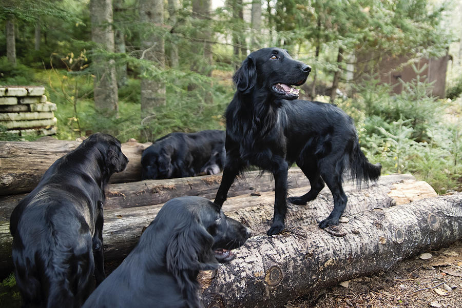 Four purebred flat-coated retrievers of the same family. Photograph by Martinedoucet