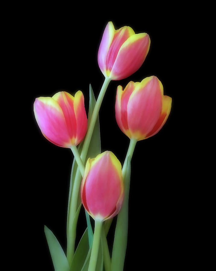 Four Red And Yellow Tulips Photograph by Johanna Hurmerinta