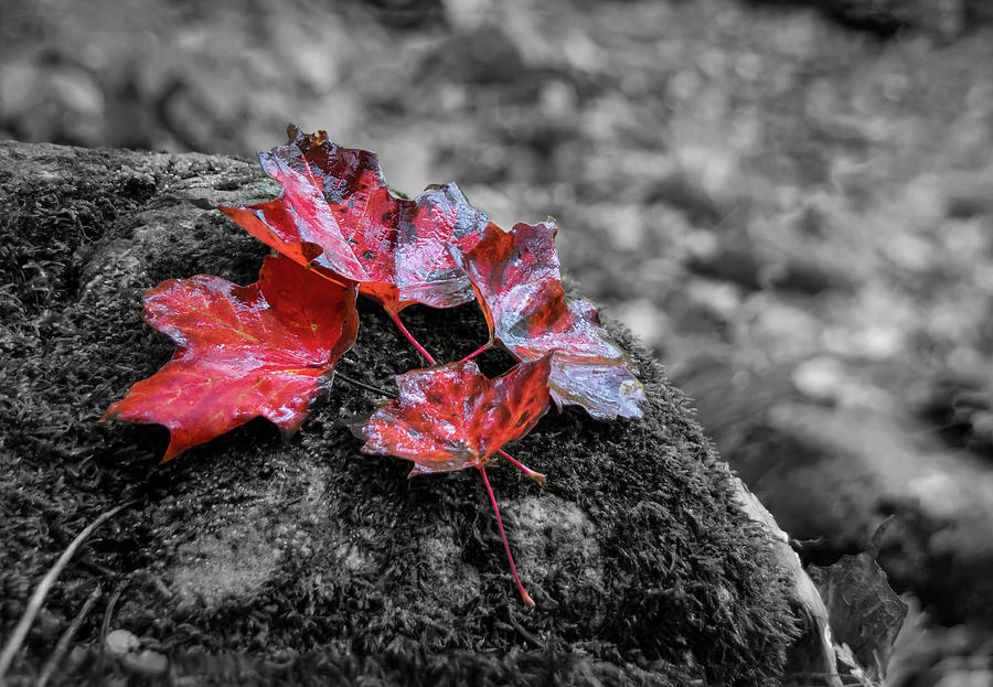 Four Red Maple Leaves on a Rock Selective Colour Photograph by John Twynam