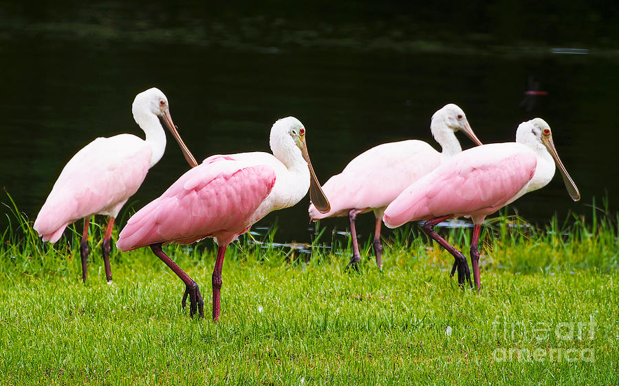 Four Roseate spoonbills Photograph by L Bosco