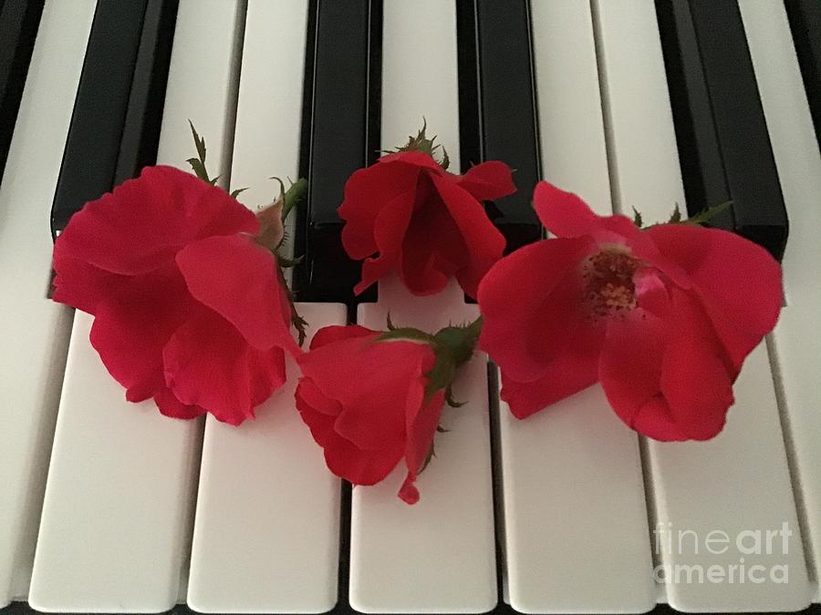 Four Roses on Keyboard Photograph by Catherine Wilson