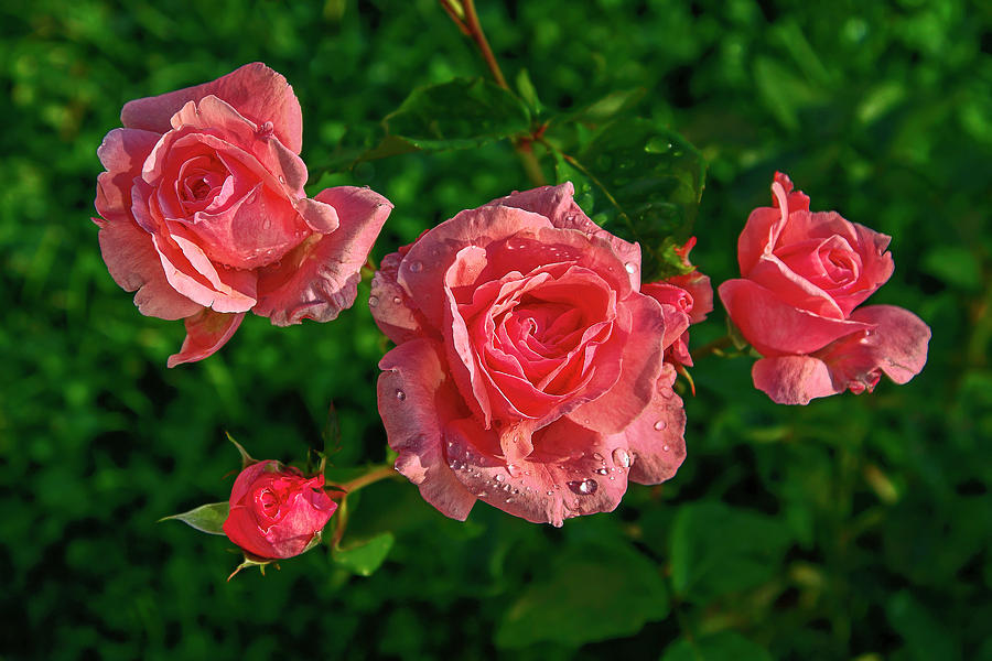Flower Photograph - Four Roses by Sally Weigand