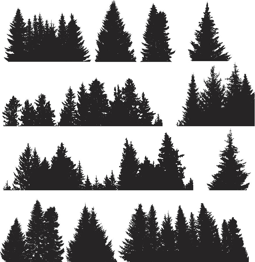 Four rows of black on white Fir trees Drawing by Mashuk