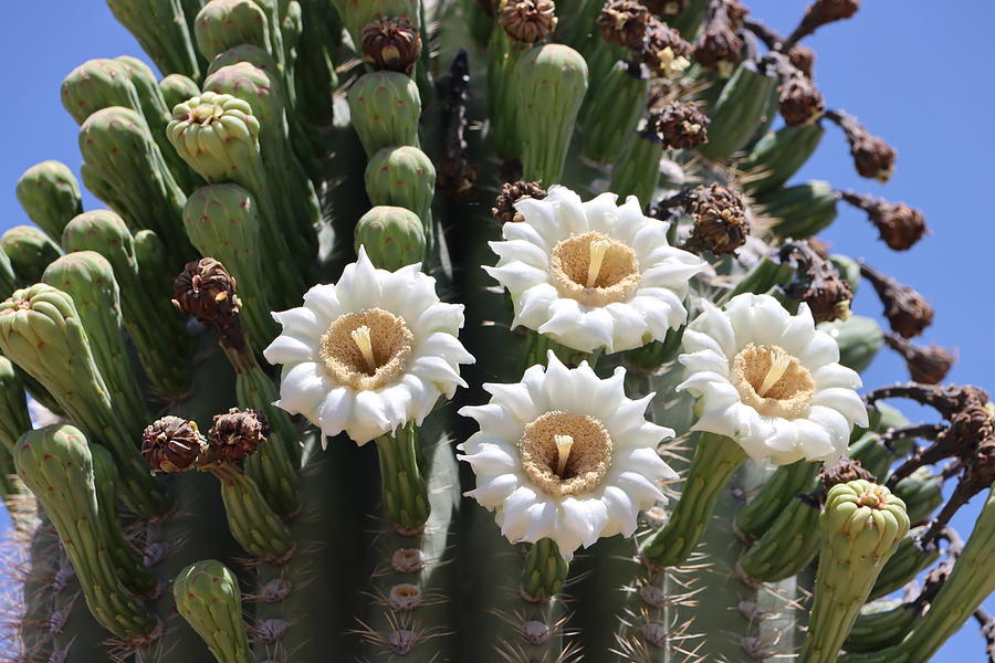 Four Saguaro Flowers And Buds Digital Art by Tom Janca