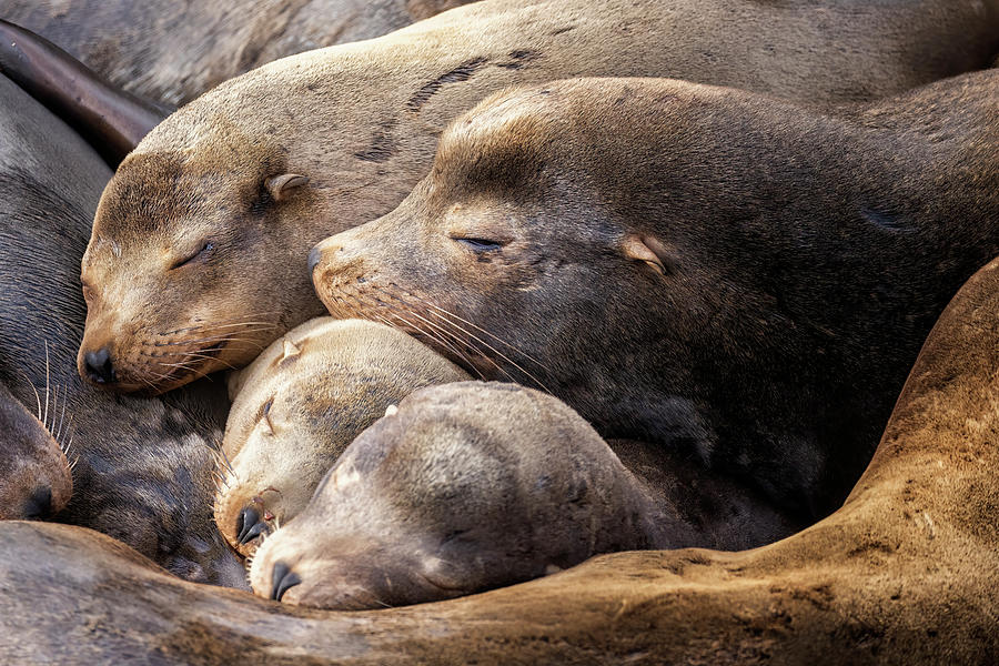 Four Sea Lions Resting Photograph by Belinda Greb
