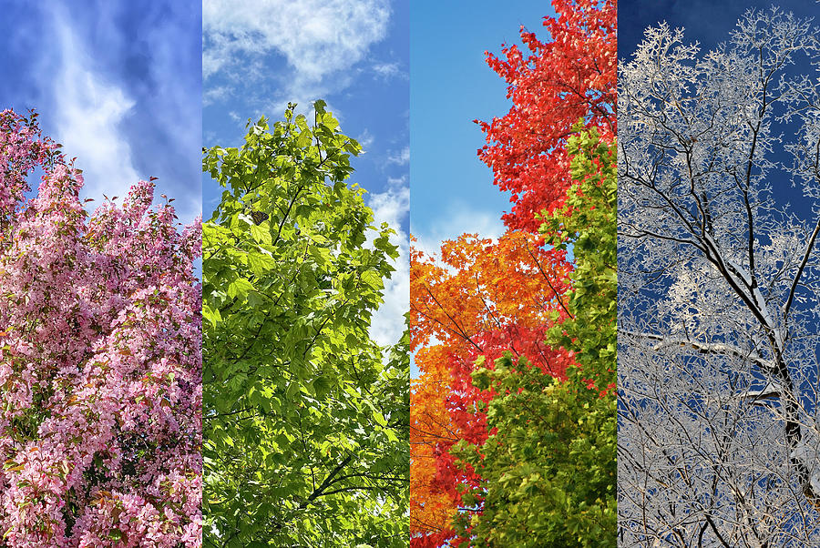 Four Seasons of Beauty Photograph by Jill Love