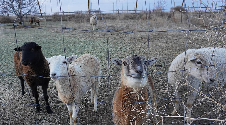 Four Sheep Photograph by Marla Cheldelin | Fine Art America