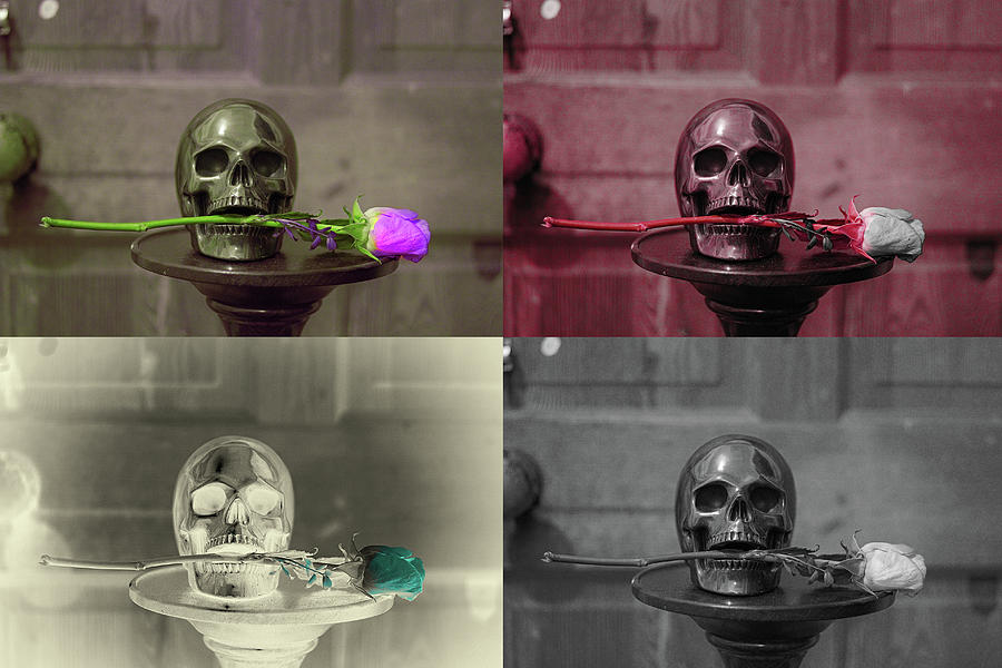 Four Skulls Photograph