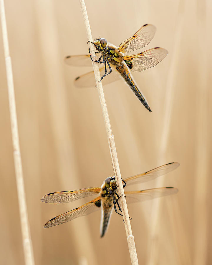 Four Spotted Chaser Dragonfly In Reedbed V Two Roosting Photograph By Martin Tosh Pixels