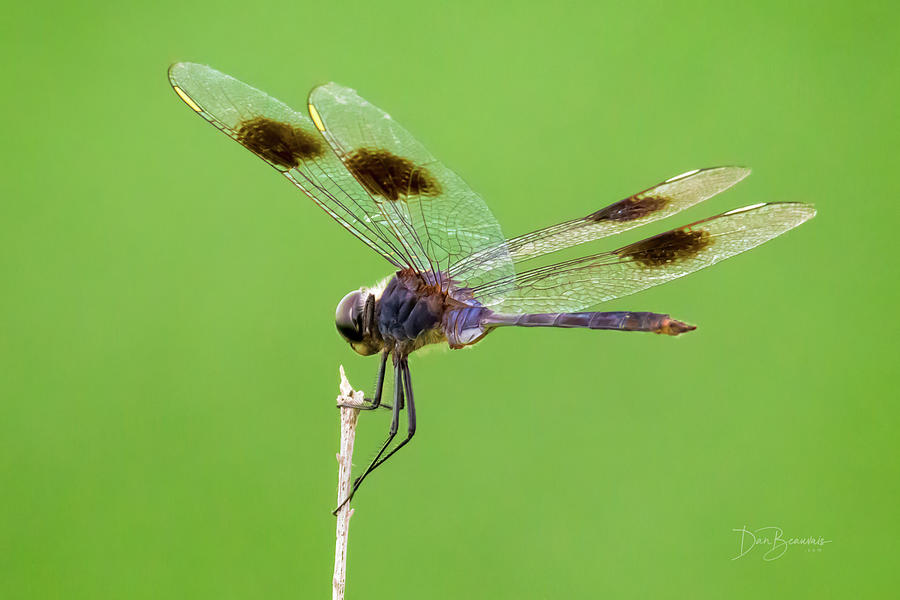 Four-spotted Pennant #2578 Photograph by Dan Beauvais