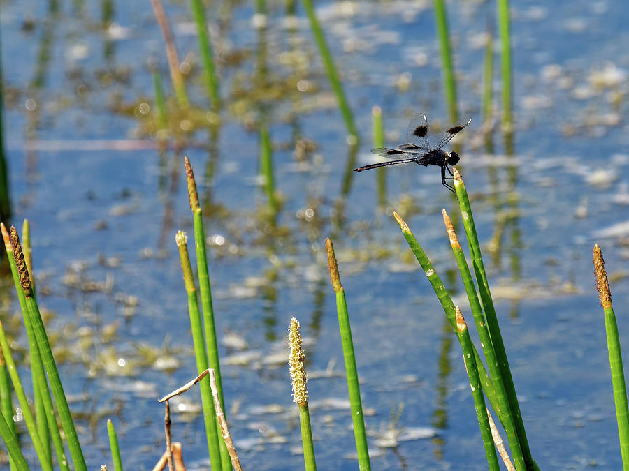 Four-spotted Pennant Dragonfly Photograph