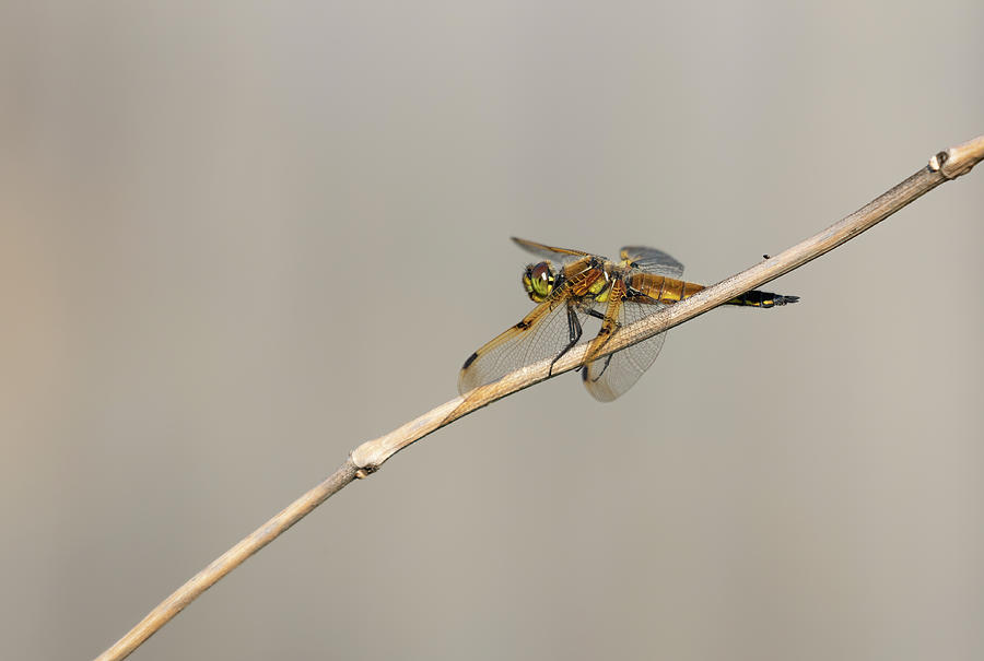 Four spotted Skimmer 2021-1 Photograph by Thomas Young