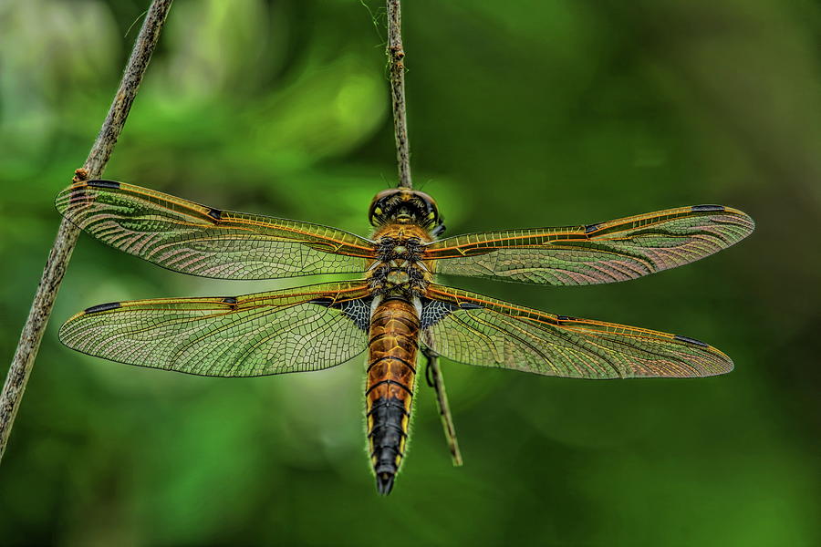 Four Spotted Skimmer Dragonfly At Rest Photograph by Dale Kauzlaric