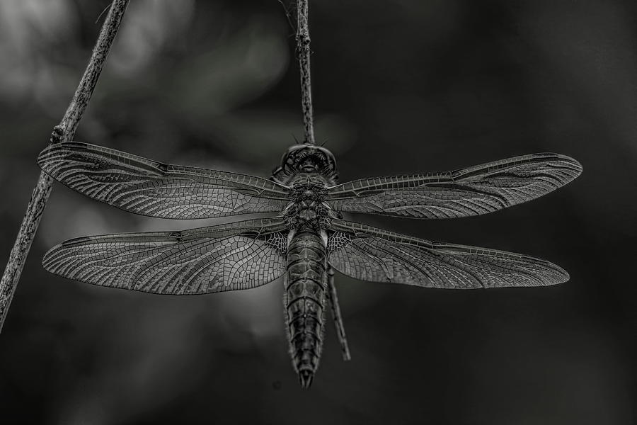 Four Spotted Skimmer Dragonfly BW Photograph by Dale Kauzlaric