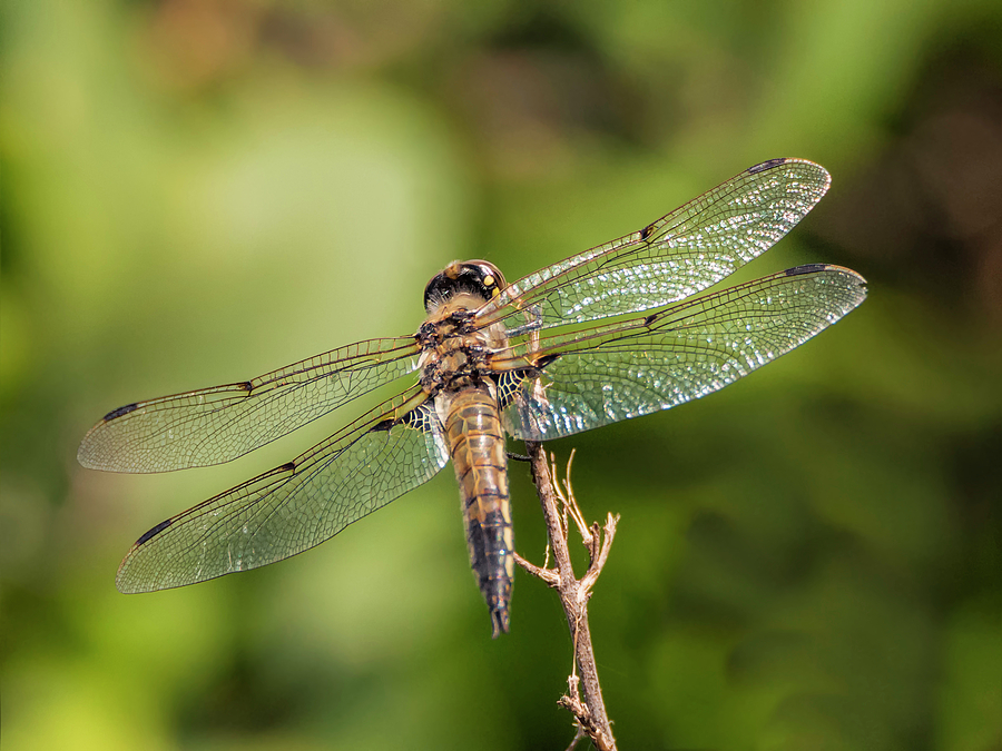 Four Spotted Skimmer Dragonfly Photograph By Loree Johnson - Fine Art 