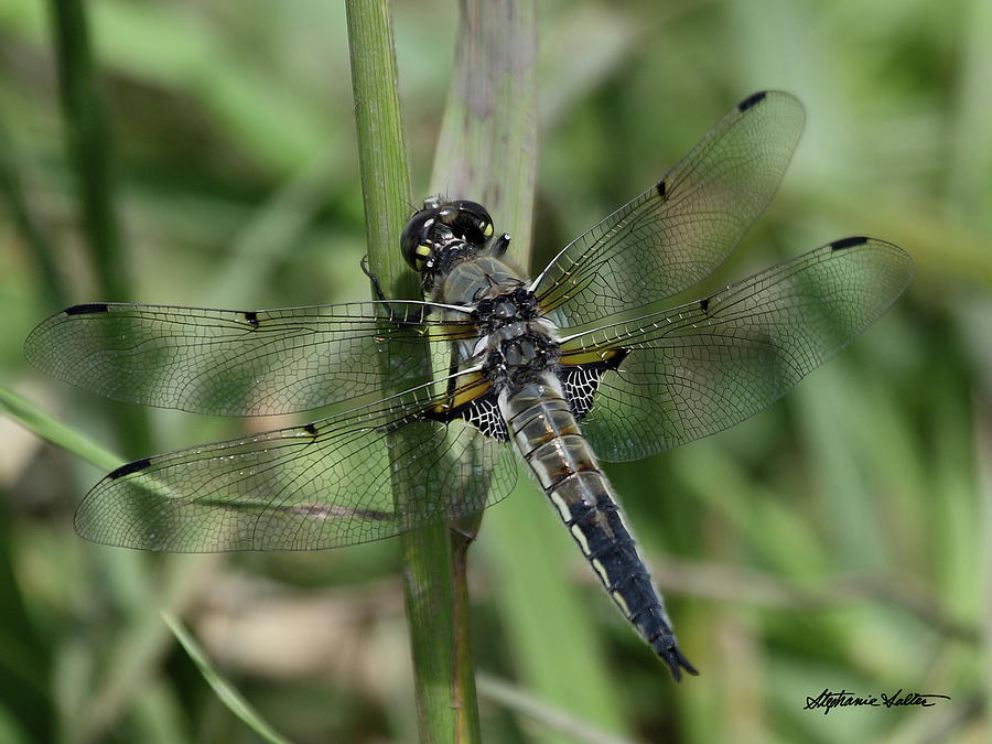 Four-spotted Skimmer Photograph by Stephanie Salter