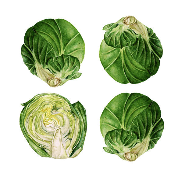 Botanical Painting - Four Sprouts by Alison Cutts Botanical Painting - Four Sprouts by Alison Cutts