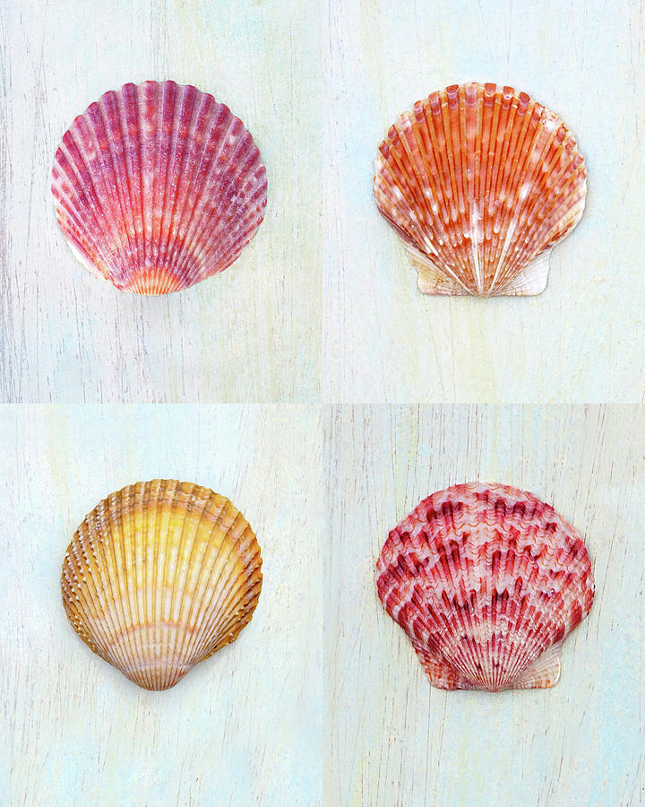 Four Square Seashells Photograph by Kathi Mirto