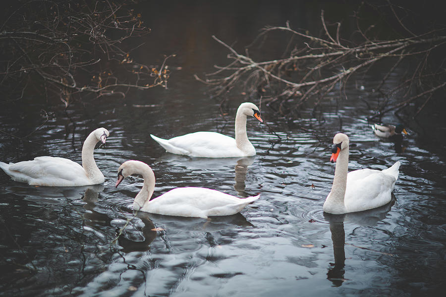 Four Swans Photograph By Pany Detmongkhonh - Fine Art America