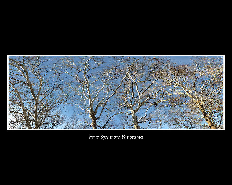 Four Sycamore Panorama Photograph by Mark Berman