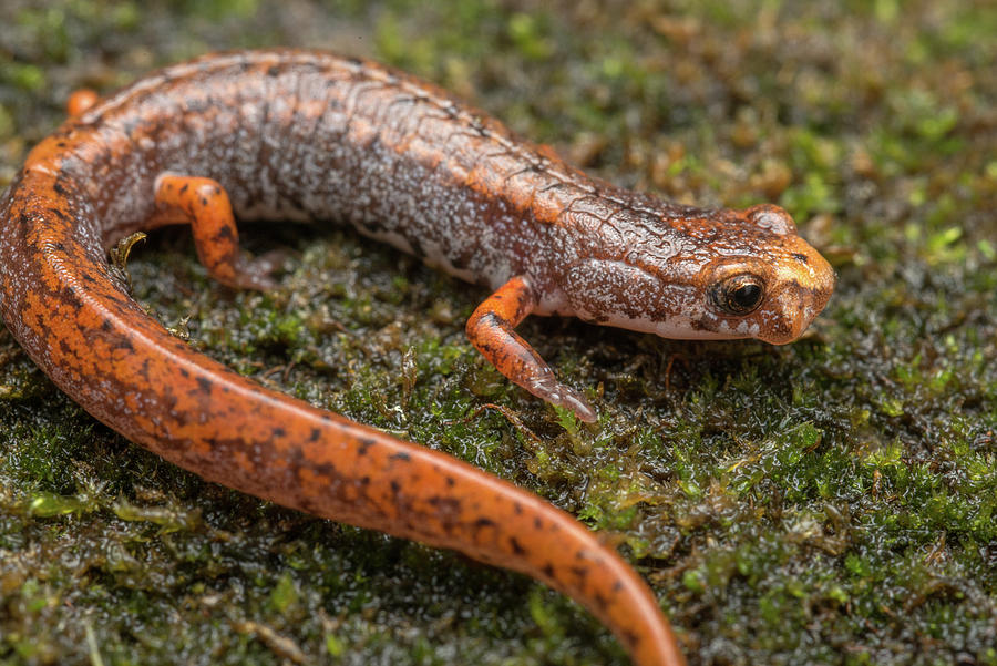 Four-toed Salamander  Photograph by Derek Thornton
