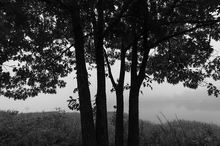Four Trees BW Photograph by David Gordon