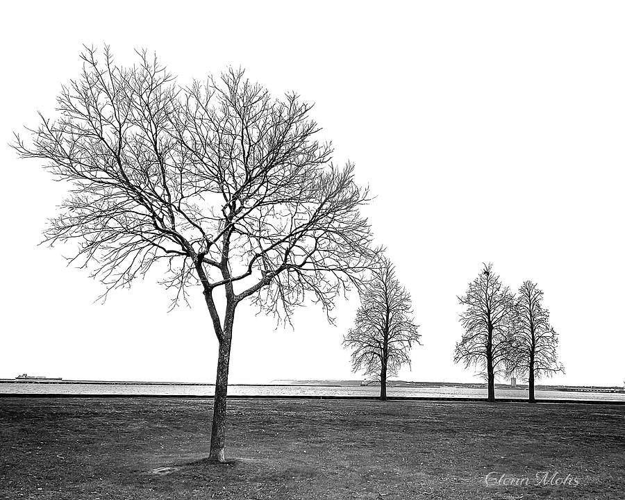 Four Trees Photograph by GLENN Mohs
