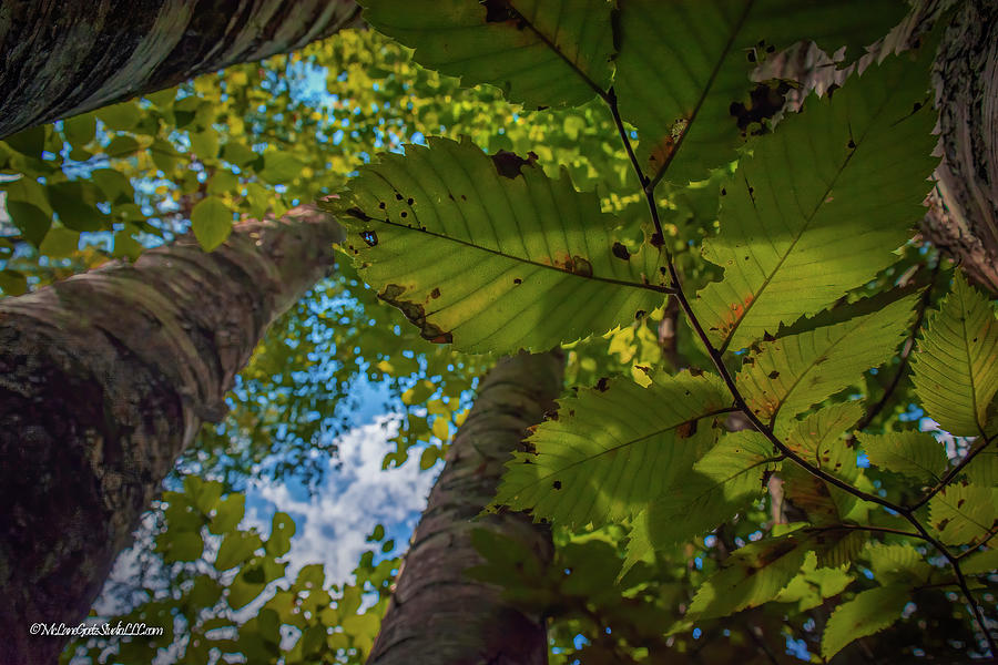 Four Trees Reach for the sky Photograph by LeeAnn McLaneGoetz McLaneGoetzStudioLLCcom