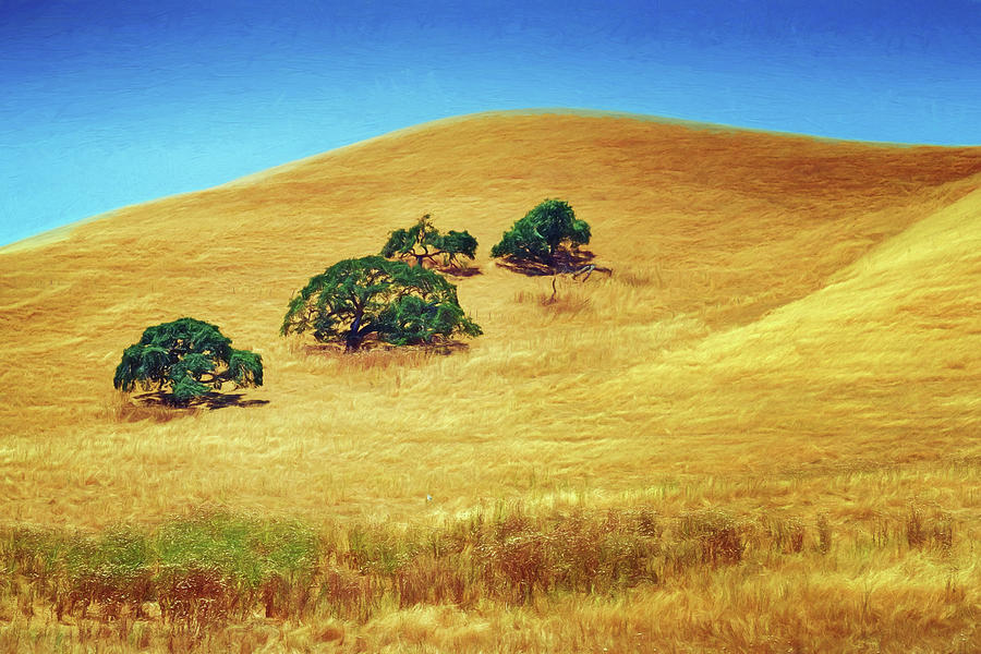Four Trees - Salinas Valley Landscape Photograph by Nikolyn McDonald