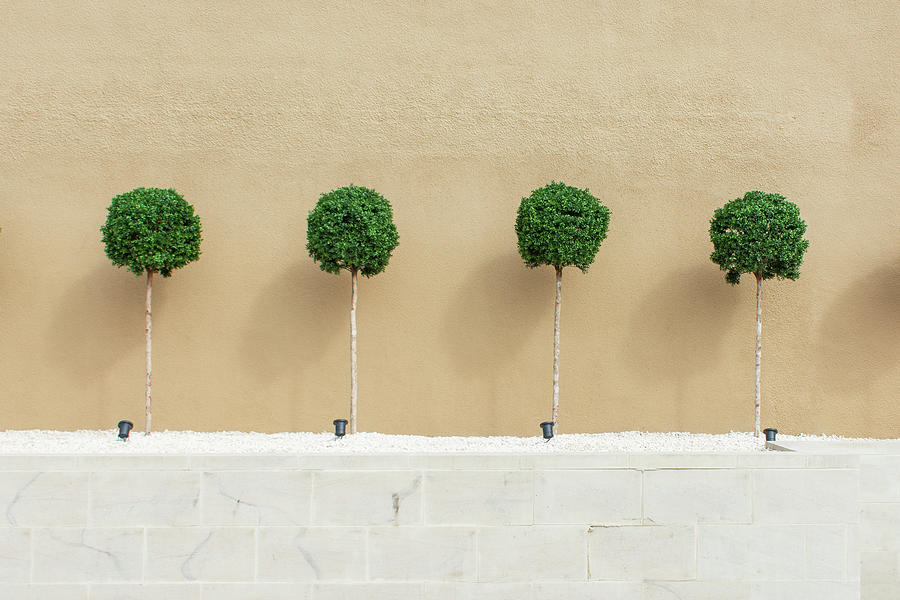 Four Trees Photograph by Stuart Allen