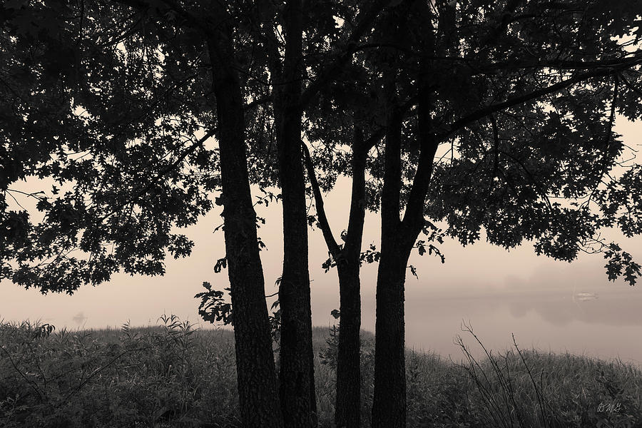 Four Trees Toned Photograph by David Gordon