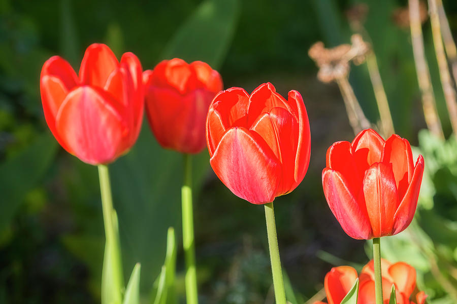 Four Tulips Photograph