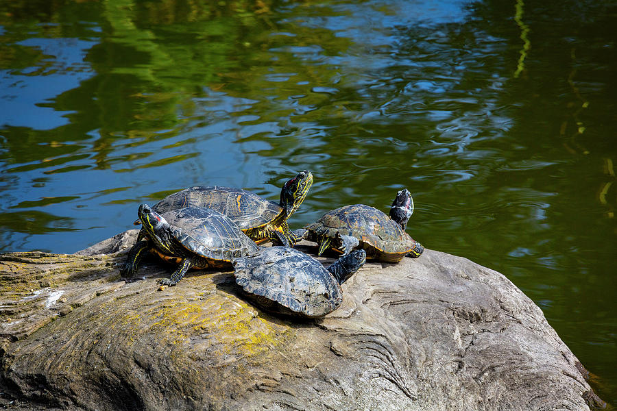 Four Turtles Resting On A Rock Photograph by Garry Gay