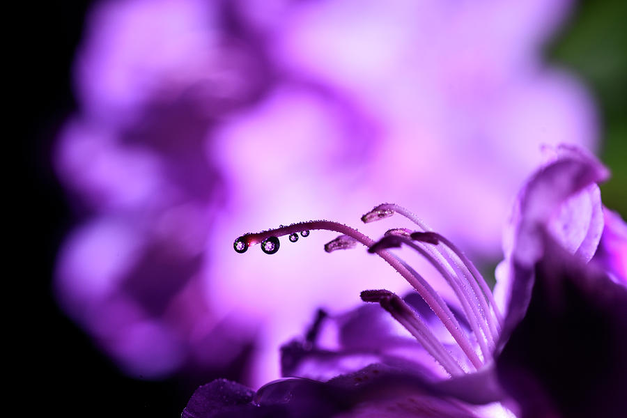 Four water drop reflections Photograph by Dan Friend