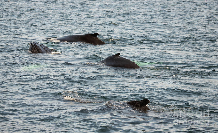 Four Whales Photograph by Jeannette Hunt