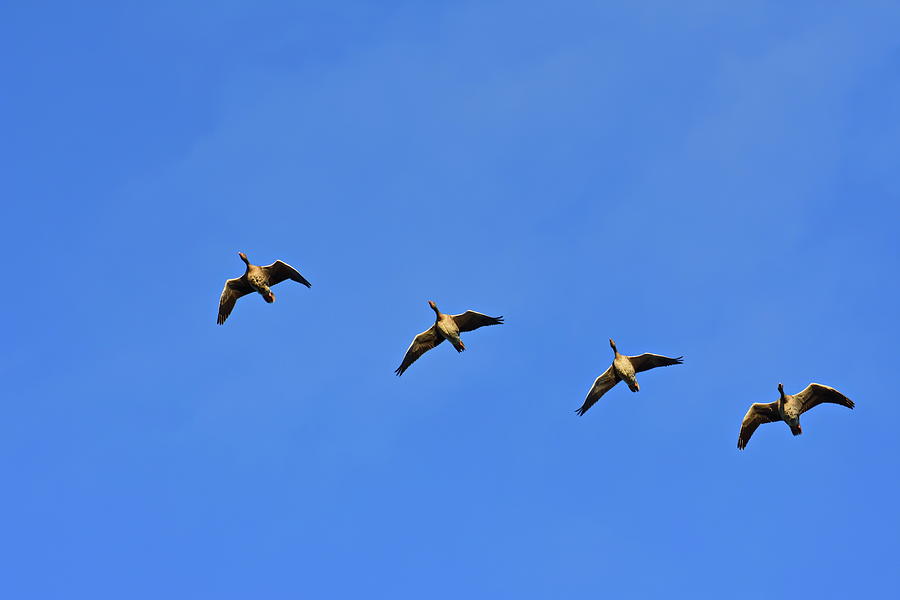 Four wild geese are flying in line through the blue sky Photograph by ...